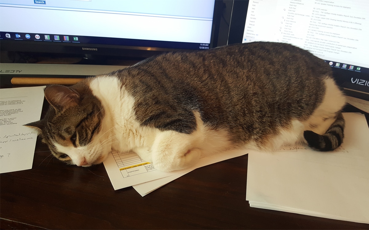 Cat sleeping on desk