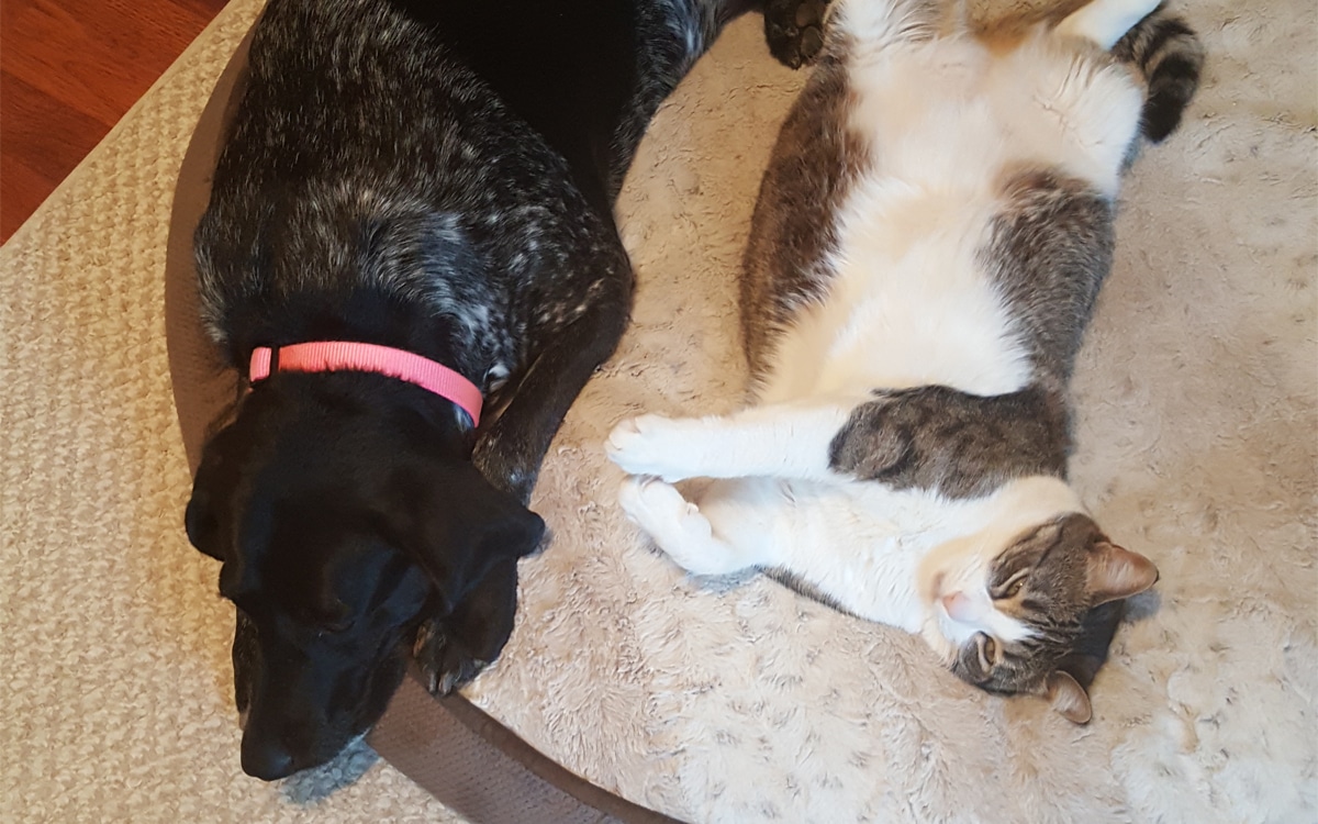 dog and cat resting on carpet