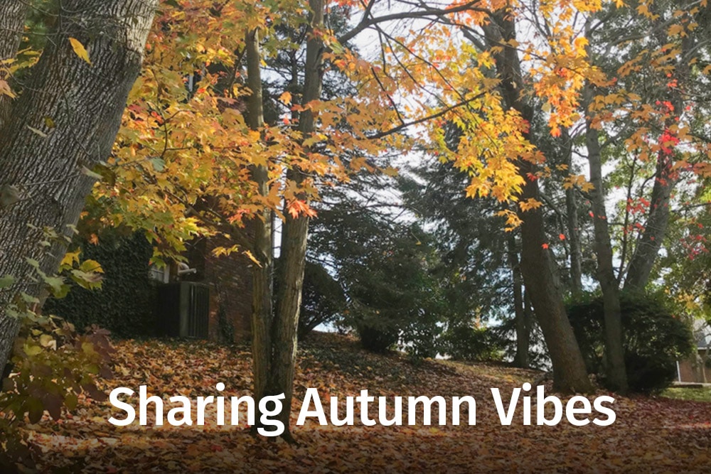 autumn trees